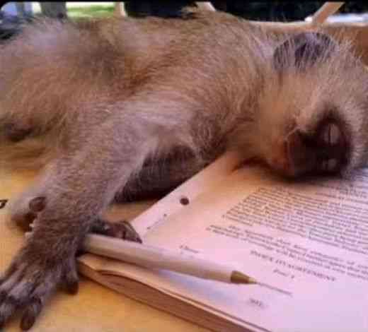 Me after reading 2 sentence | MirrorLog